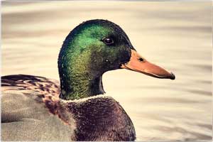 mallard duck 200101 6192
