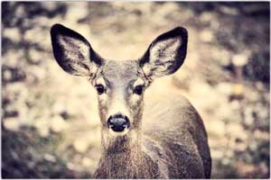 deer-150214-2892