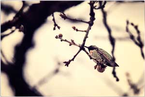 humming-bird-200101-6184