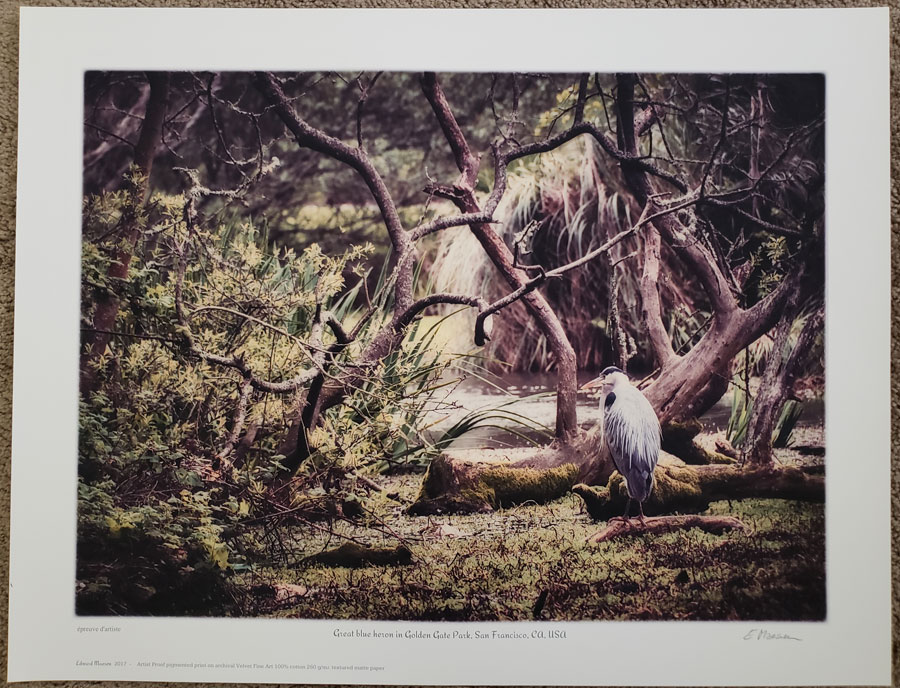 Velvet Fine Art print of photo art 'Great blue heron in GG Park'